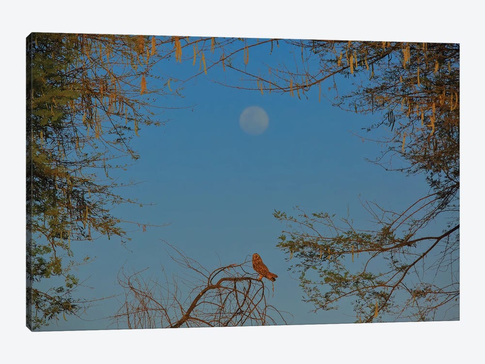Short-Eared Owl In Moon Frame by Nitin Sonawane 1-piece Canvas Art Print