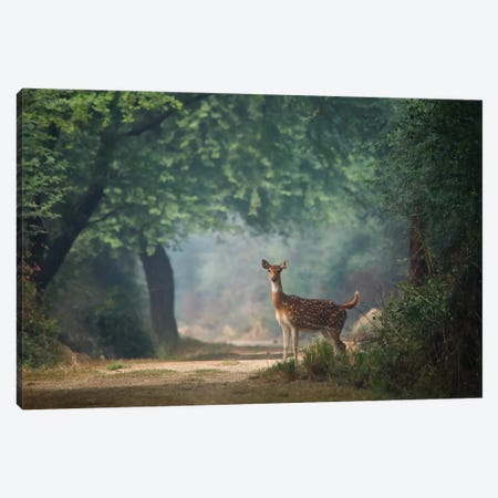 Spotted Deer II Canvas Print #NSN48} by Nitin Sonawane Art Print