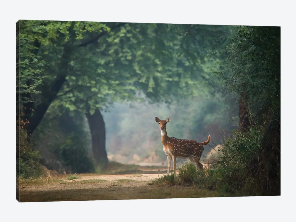 Spotted Deer II by Nitin Sonawane 1-piece Canvas Art