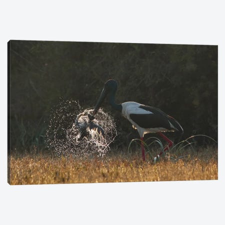 Black-Necked Stork Kill Birds Canvas Print #NSN55} by Nitin Sonawane Canvas Print