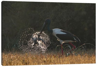 Black-Necked Stork Kill Birds Canvas Art Print - Nitin Sonawane