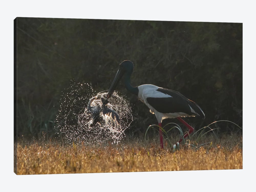 Black-Necked Stork Kill Birds by Nitin Sonawane 1-piece Canvas Wall Art