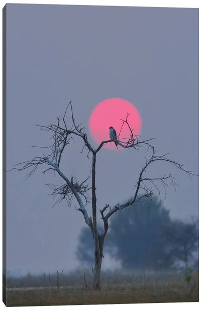 Peregrine Falcon In Sun Canvas Art Print - Nitin Sonawane