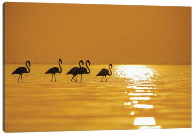 Flamingo In Sunset Canvas Art Print - Nitin Sonawane