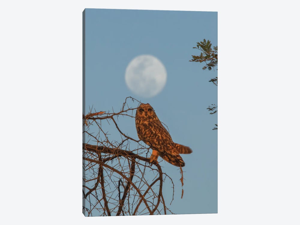 Short-Eared Owl In Moon 1-piece Canvas Art Print