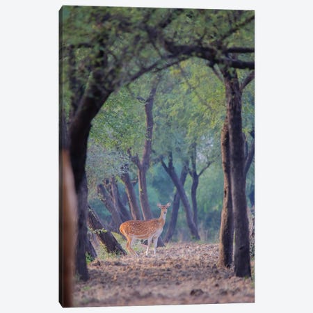 Spotted Deer III Canvas Print #NSN64} by Nitin Sonawane Canvas Art