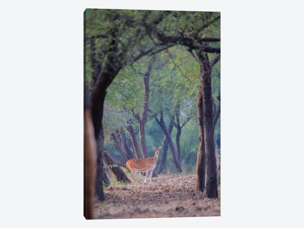 Spotted Deer III by Nitin Sonawane 1-piece Canvas Artwork