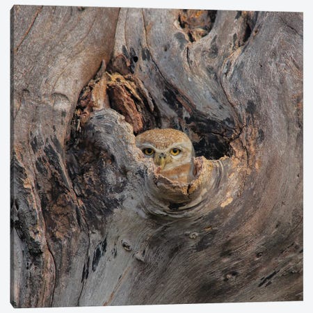 Spotted Owl Home Canvas Print #NSN65} by Nitin Sonawane Canvas Art