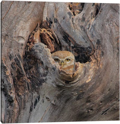 Spotted Owl Home Canvas Art Print - Tree Close-Up Art