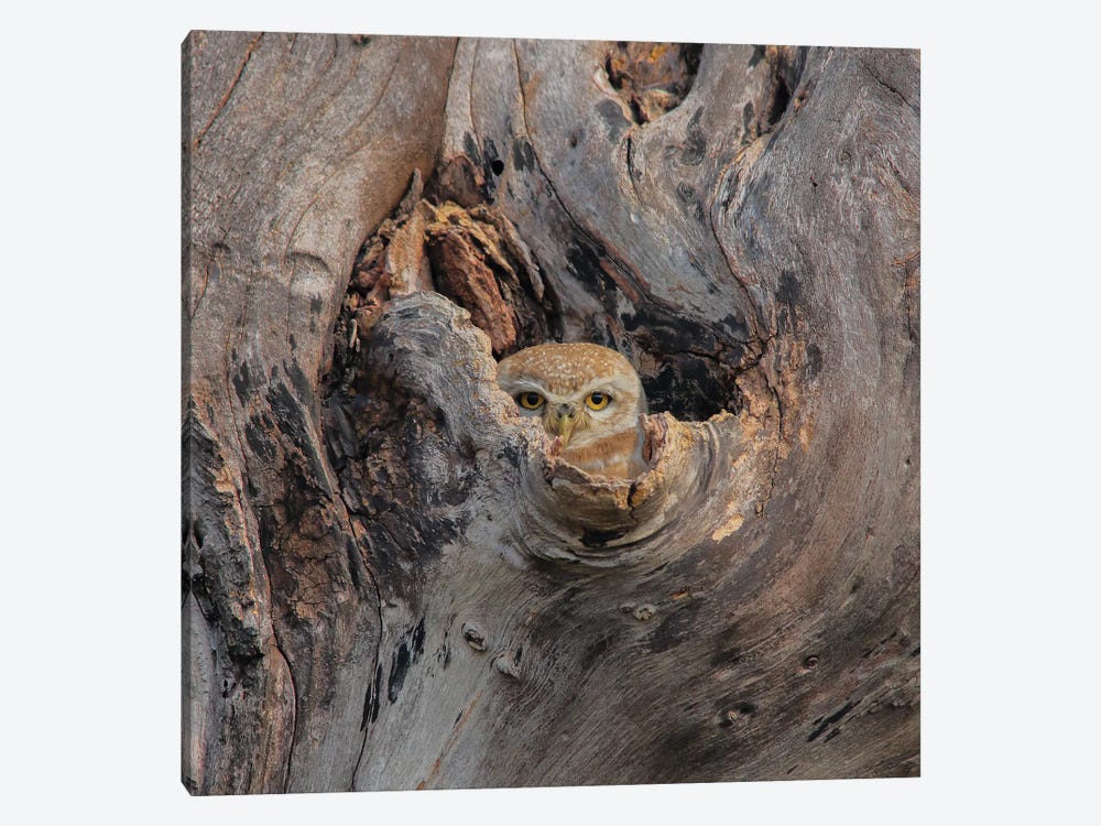 Spotted Owl Home by Nitin Sonawane 1-piece Canvas Art Print