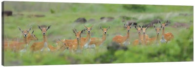 Blackbuck Flock Canvas Art Print - Antelope Art