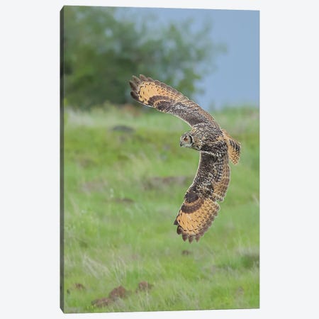 Eagle-Owl In Flight Canvas Print #NSN75} by Nitin Sonawane Canvas Print
