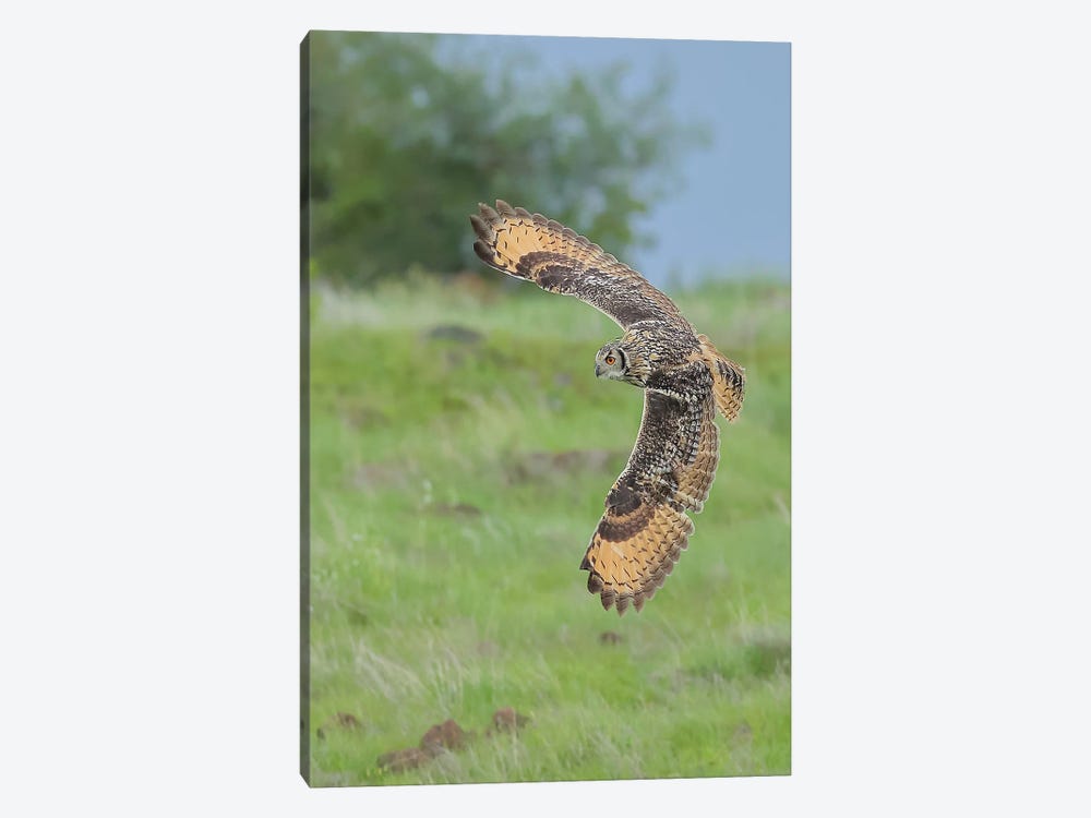 Eagle-Owl In Flight by Nitin Sonawane 1-piece Canvas Artwork