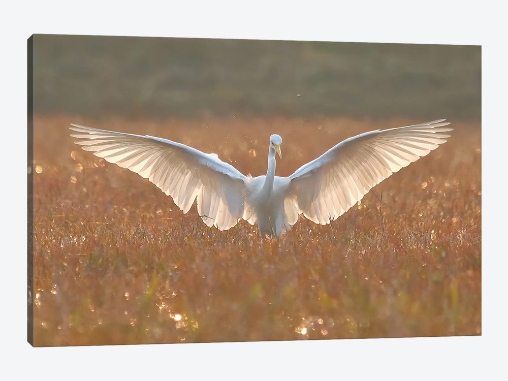 Egret In Action by Nitin Sonawane 1-piece Canvas Art Print