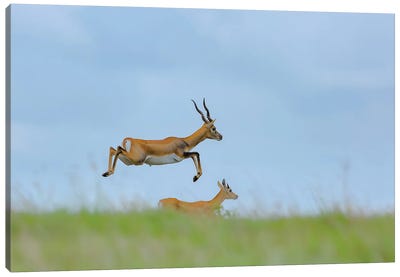 Blackbuck In Air Canvas Art Print - Antelope Art