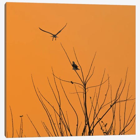 Silhouette Black-Winged Kite Canvas Print #NSN7} by Nitin Sonawane Canvas Wall Art