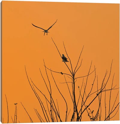 Silhouette Black-Winged Kite Canvas Art Print