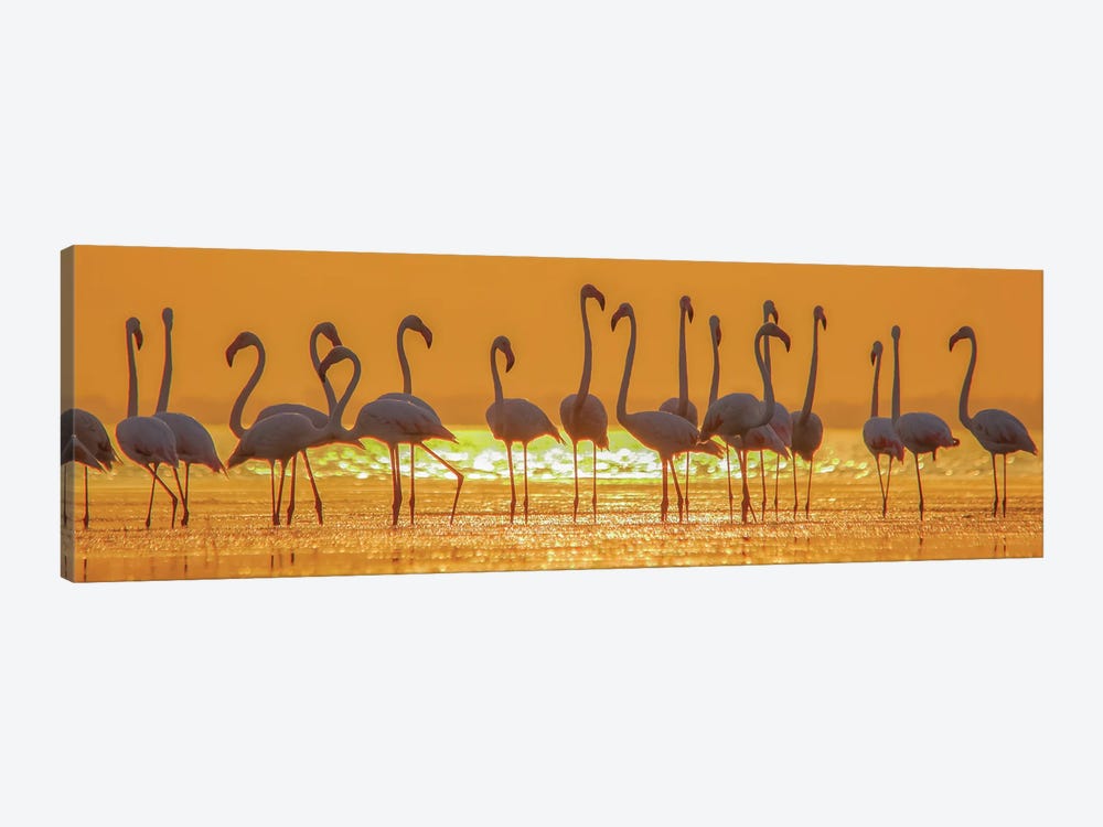 Flamingo Flock In Sunset by Nitin Sonawane 1-piece Canvas Art Print