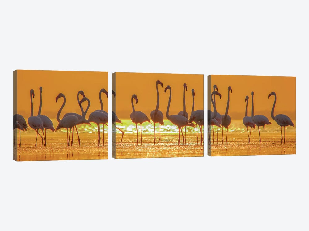 Flamingo Flock In Sunset by Nitin Sonawane 3-piece Canvas Art Print