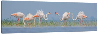 Flamingo Flock In Sunset Canvas Art Print - Nitin Sonawane