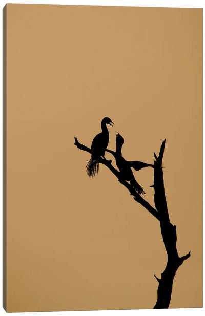 Silhouette Cormorants Canvas Art Print - Raven Art