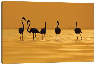 Flamingo In Silhouette Canvas Art Print - Nitin Sonawane