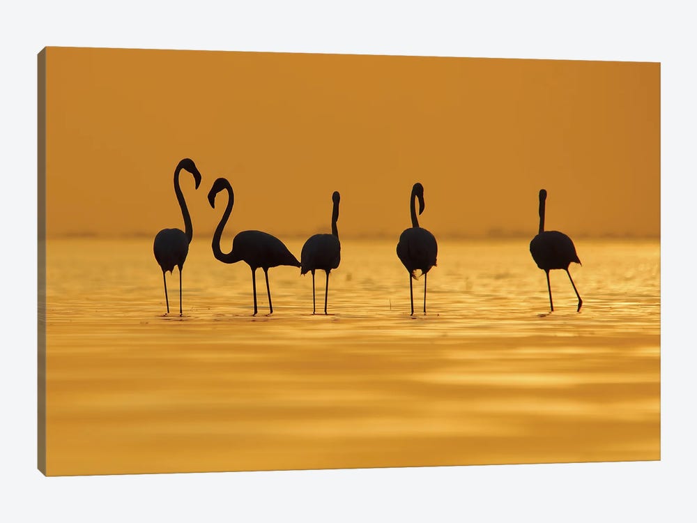 Flamingo In Silhouette by Nitin Sonawane 1-piece Art Print