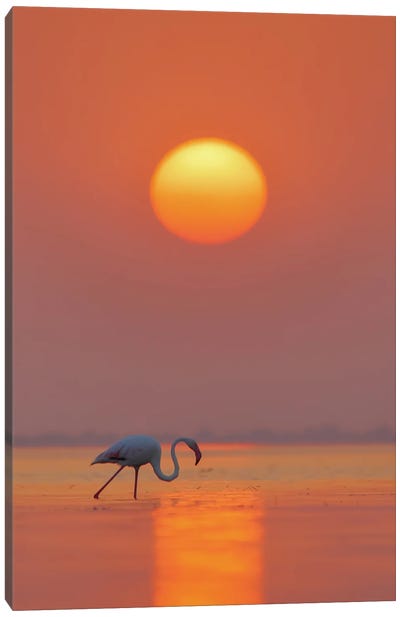 Flamingo In Wonderful Sunset Canvas Art Print - Nitin Sonawane