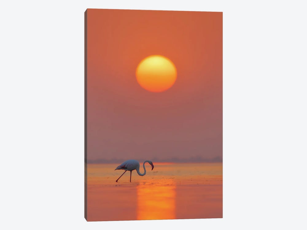 Flamingo In Wonderful Sunset by Nitin Sonawane 1-piece Canvas Art