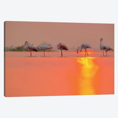 Flamingo Sun Reflection Canvas Print #NSN92} by Nitin Sonawane Canvas Artwork