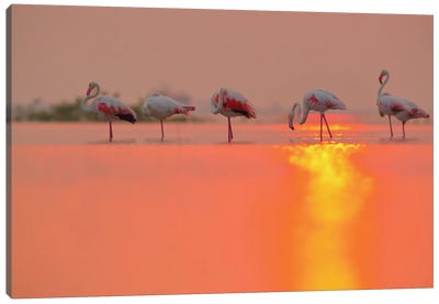 Flamingo Sun Reflection Canvas Art Print - Nitin Sonawane