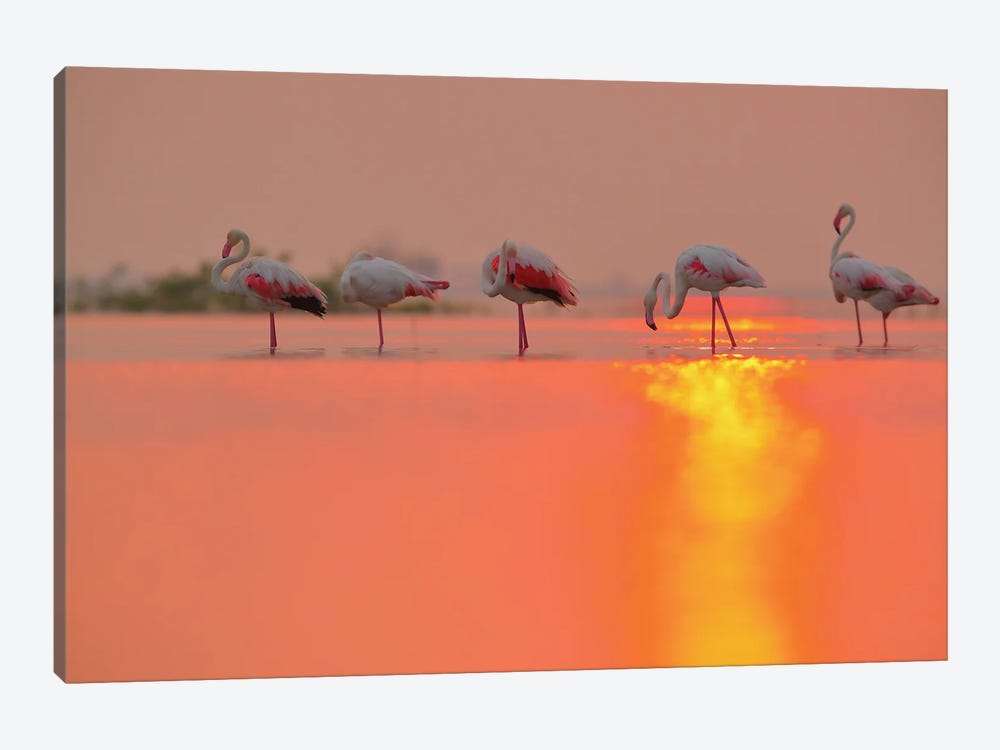 Flamingo Sun Reflection by Nitin Sonawane 1-piece Canvas Print