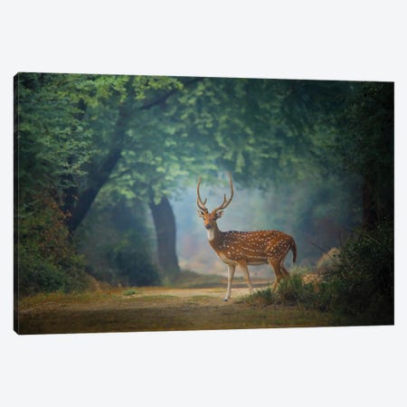 Spotted Deer Canvas Print #NSN9} by Nitin Sonawane Canvas Art Print