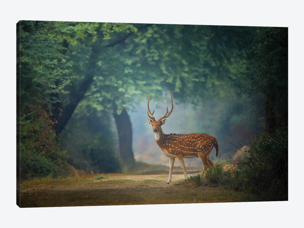 Spotted Deer by Nitin Sonawane 1-piece Canvas Wall Art