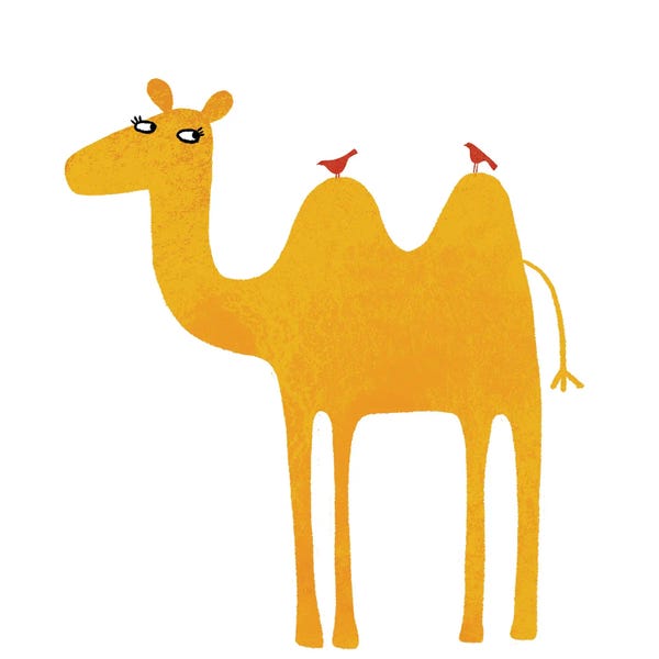 Camels: Camel by Nic Squirrell
