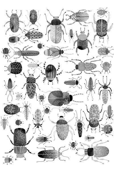 Beetles: Ink Beetles by Nic Squirrell