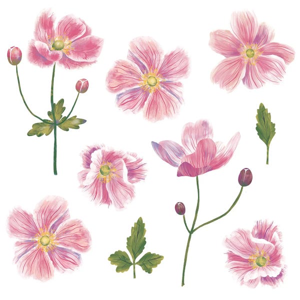 Anemones: Japanese Anemones by Nic Squirrell