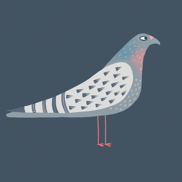 Doves & Pigeons: Pigeon by Nic Squirrell