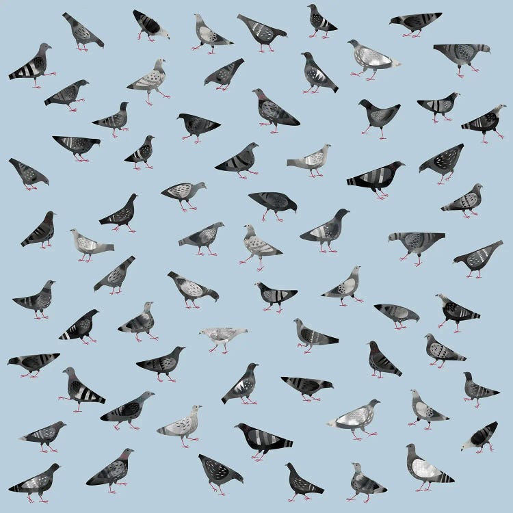 Pigeons Marching About Randomly by Nic Squirrell wall art
