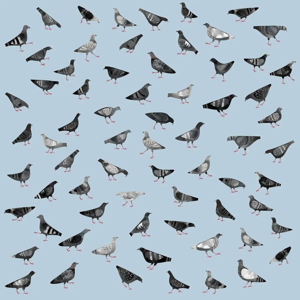 Doves & Pigeons: Pigeons Marching About Randomly by Nic Squirrell