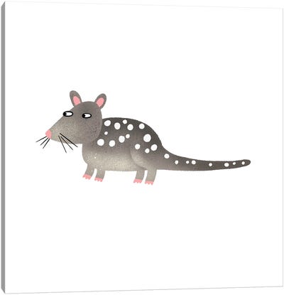 Quoll Canvas Art Print - Nic Squirrell