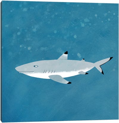 Black Tipped Reef Shark Canvas Art Print - Shark Art