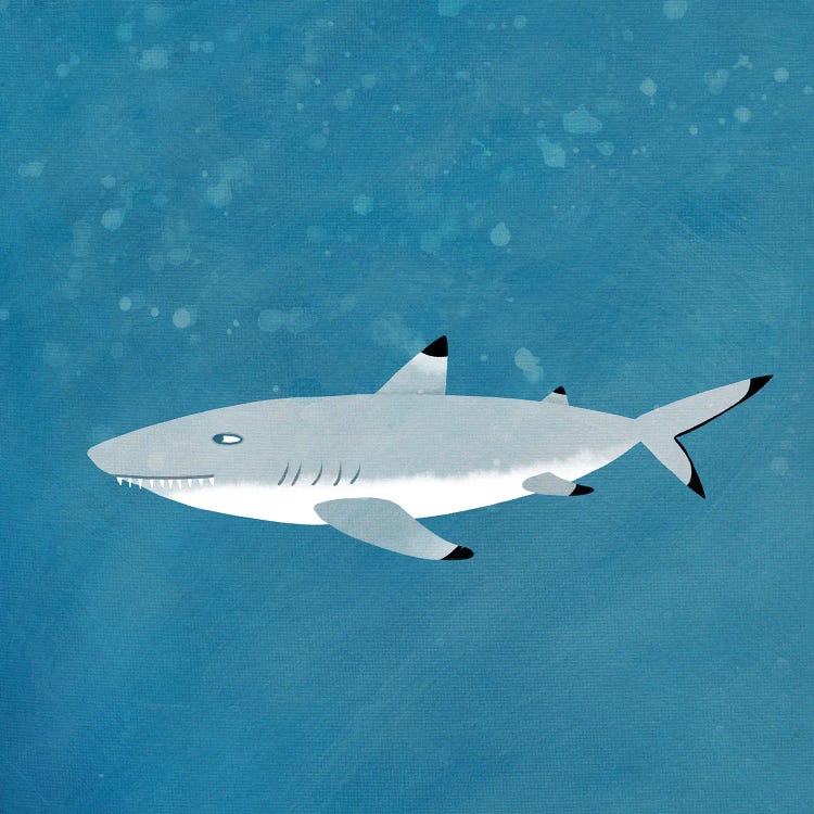 Black Tipped Reef Shark