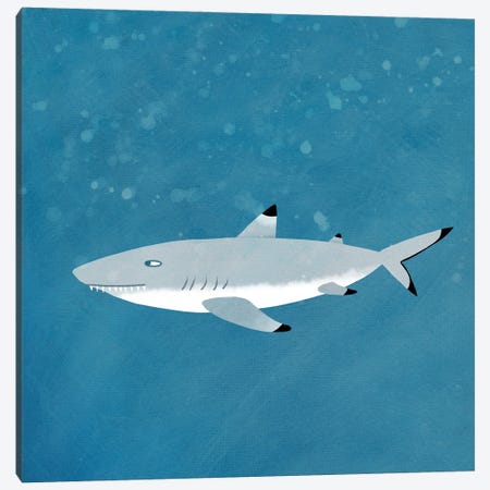 Black Tipped Reef Shark Canvas Print #NSQ99} by Nic Squirrell Canvas Print