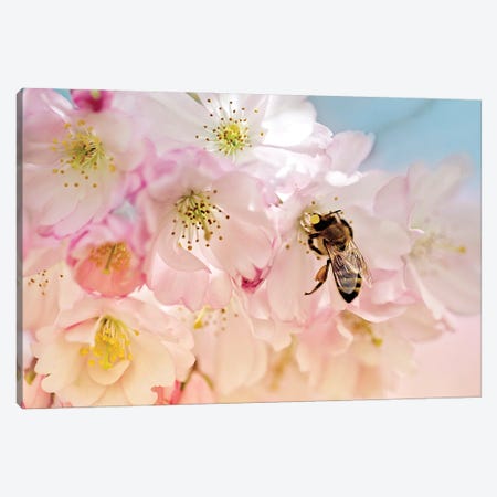 Cherry Blossoms And The Bee Canvas Print #NSZ101} by Nailia Schwarz Canvas Print
