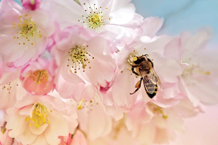 Cherry Blossoms And The Bee