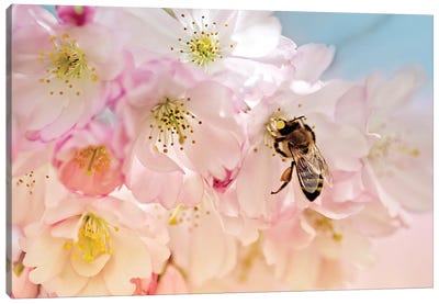 Cherry Blossoms And The Bee Canvas Art Print - Nailia Schwarz