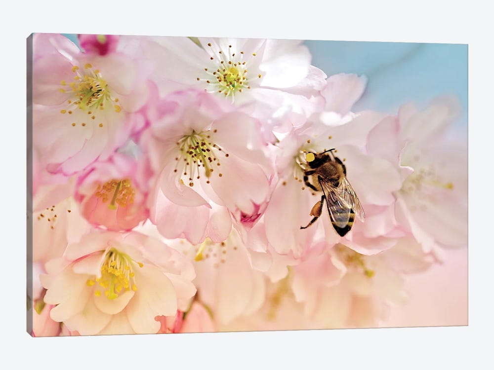 Cherry Blossoms And The Bee by Nailia Schwarz 1-piece Canvas Artwork