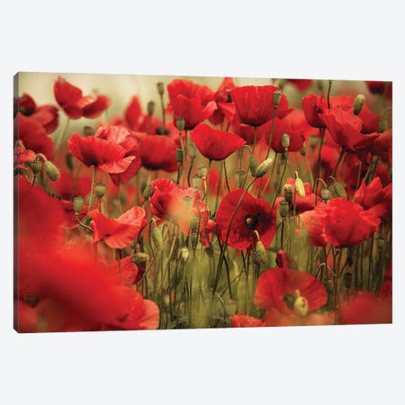 Poppy Field Deep Red Canvas Print #NSZ103} by Nailia Schwarz Canvas Art Print