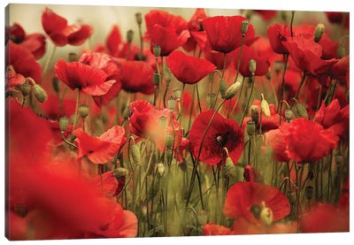 Poppy Field Deep Red Canvas Art Print - Nailia Schwarz